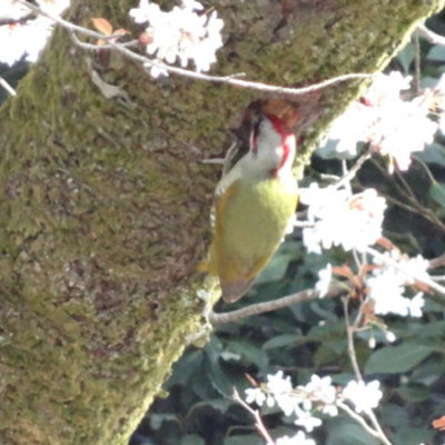 キツツキ　桜　切山　キリヤマベース